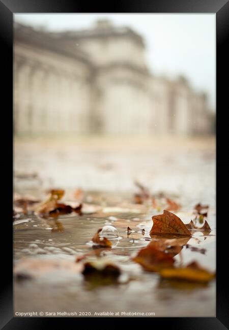 Autumn leaves in a puddle Framed Print by Sara Melhuish