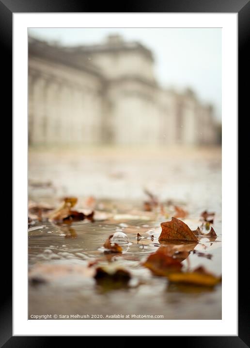 Autumn leaves in a puddle Framed Mounted Print by Sara Melhuish