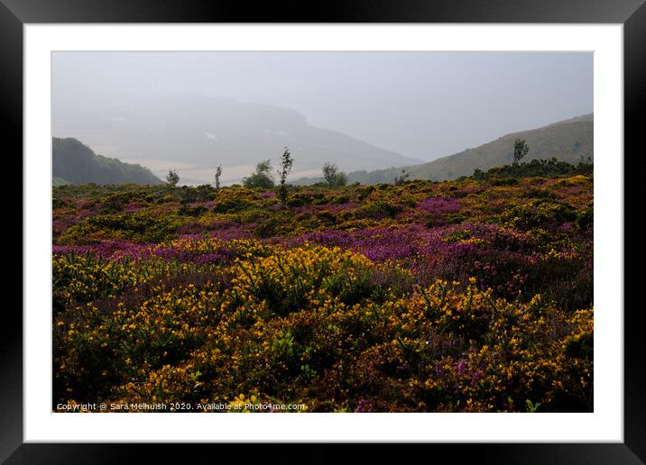 Gorse and heather Framed Mounted Print by Sara Melhuish