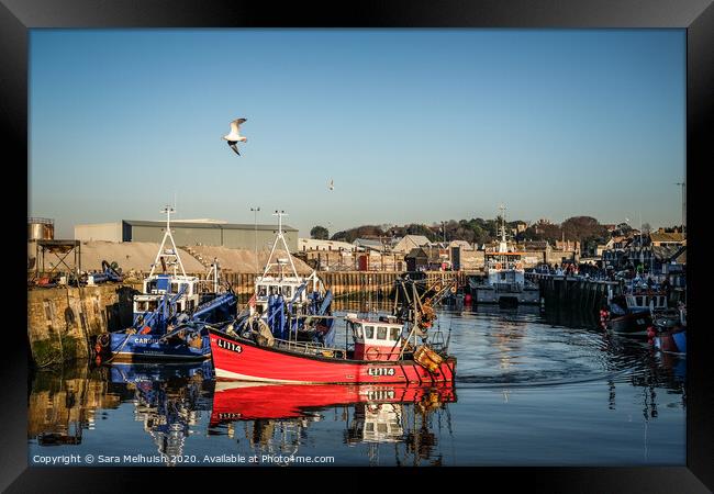 Fishing boat arriving back in the dock Framed Print by Sara Melhuish