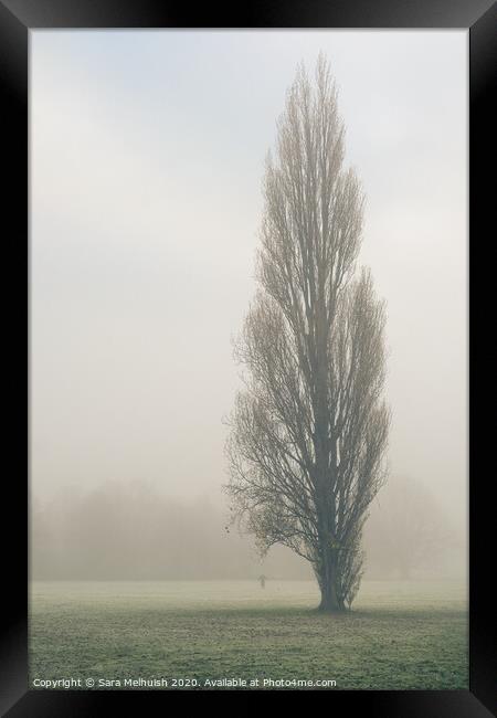 Tall tree in the fog Framed Print by Sara Melhuish