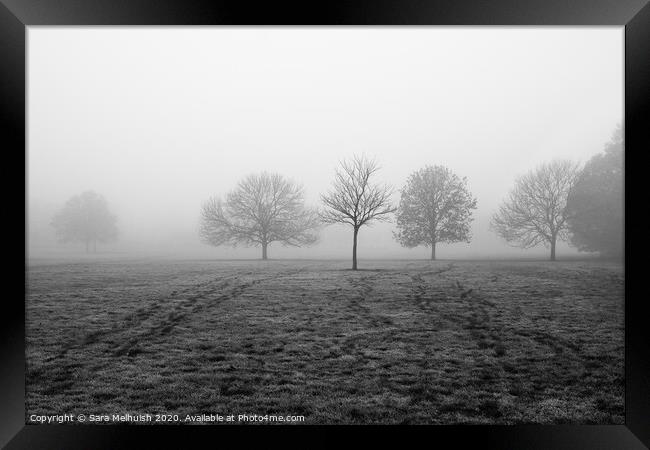 Trees in the fog Framed Print by Sara Melhuish