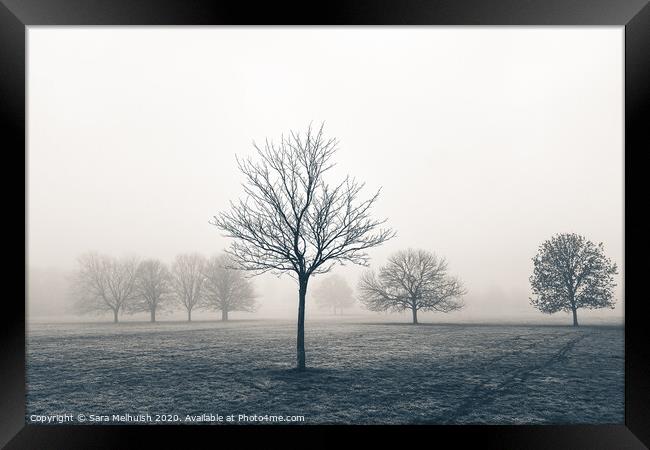 Tree standing proud in the fog Framed Print by Sara Melhuish