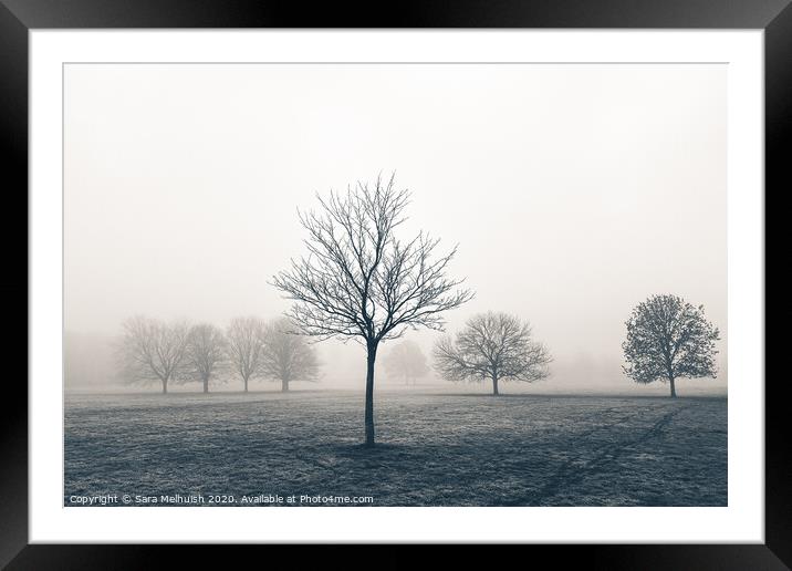 Tree standing proud in the fog Framed Mounted Print by Sara Melhuish