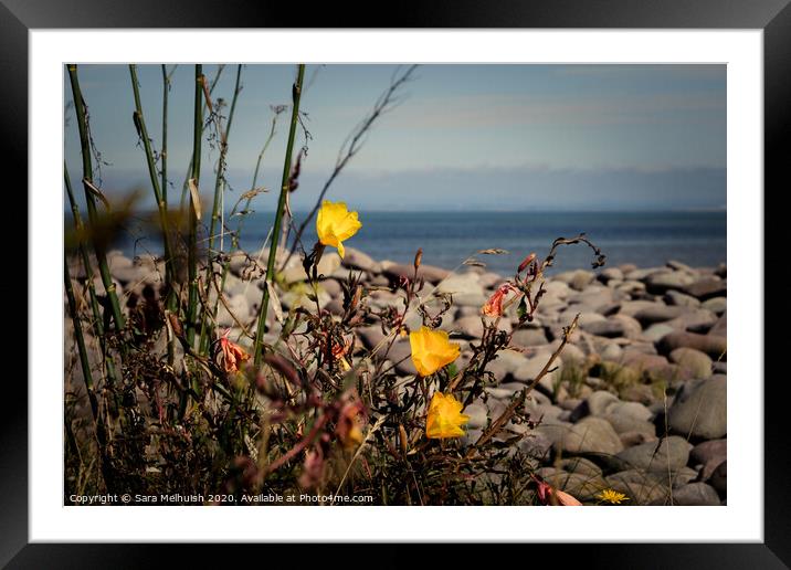 yellow flowers Framed Mounted Print by Sara Melhuish
