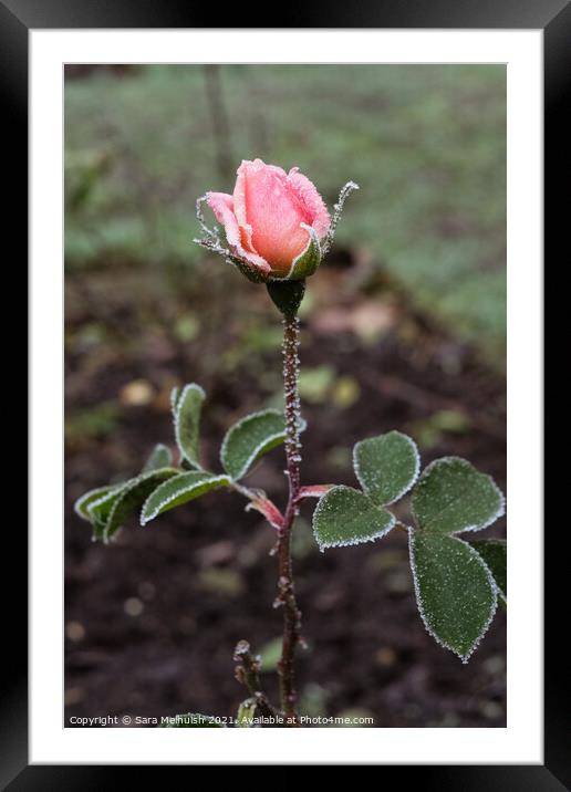 The frost covered rose Framed Mounted Print by Sara Melhuish