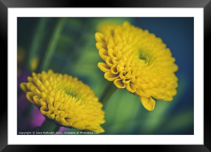Plant flower Framed Mounted Print by Sara Melhuish