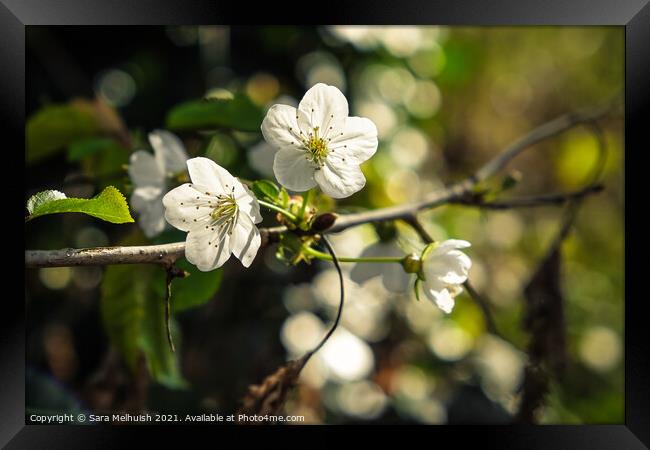 Apple blossom Framed Print by Sara Melhuish