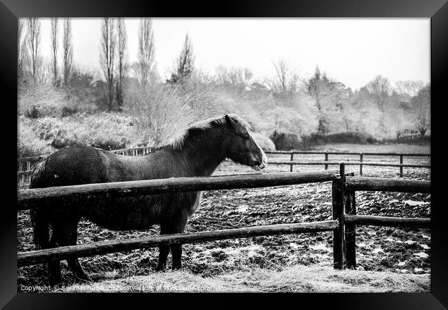 A horse in the snow Framed Print by Sara Melhuish