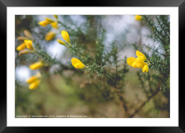 Gorse Framed Mounted Print by Sara Melhuish