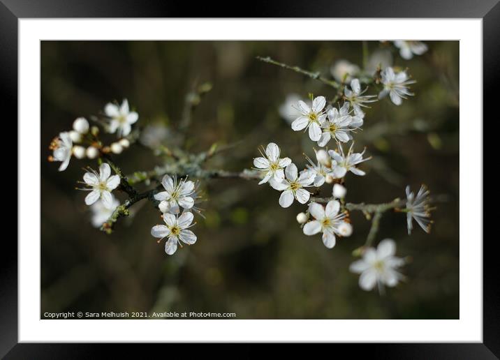 Little white flowers Framed Mounted Print by Sara Melhuish