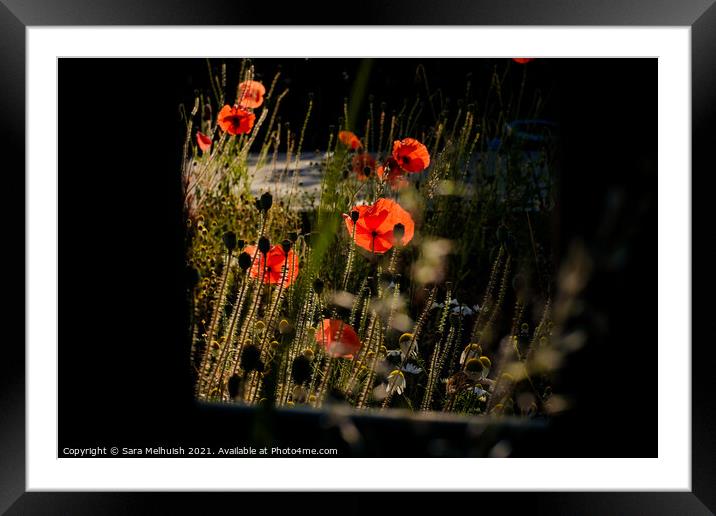 poppies and daisies Framed Mounted Print by Sara Melhuish