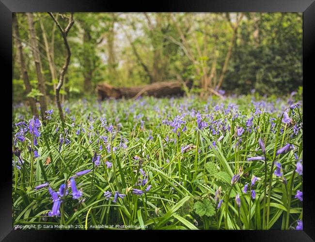 Bluebells Framed Print by Sara Melhuish