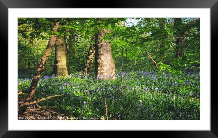 Traditional bluebells Framed Mounted Print by Sara Melhuish