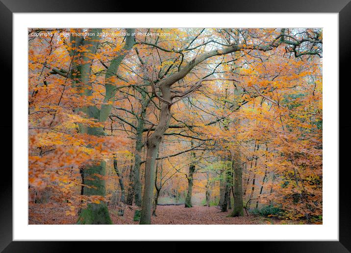 Autumn trees in a beautiful woodland Framed Mounted Print by Piers Thompson