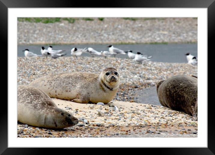 Grey seals soaking up some sun Framed Mounted Print by Piers Thompson