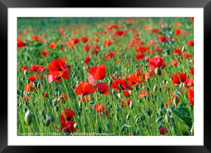 Poppy field Framed Mounted Print by Piers Thompson