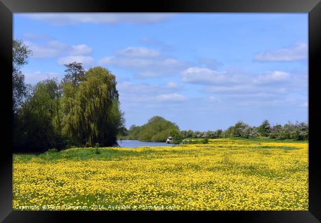 Buttercups by River Thames Framed Print by Piers Thompson