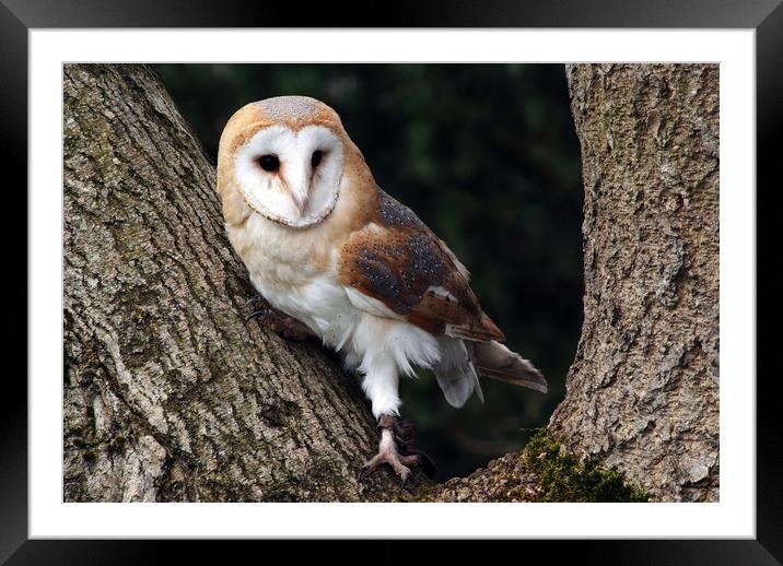 Barn owl on a tree Framed Mounted Print by Piers Thompson