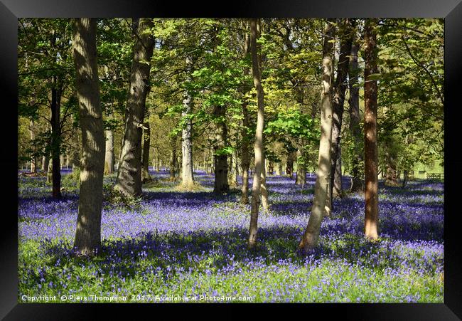 Bluebell woodland  Framed Print by Piers Thompson