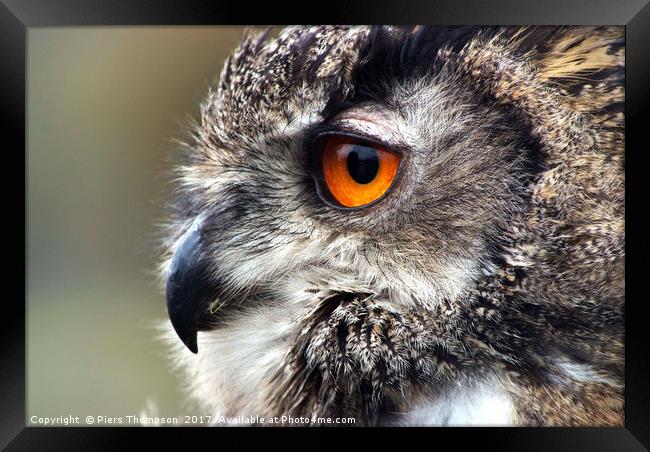 Closeup portrait of a European Eagle Owl  Framed Print by Piers Thompson