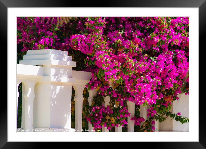Beautiful Bougainvillea in Spain Framed Mounted Print by Piers Thompson
