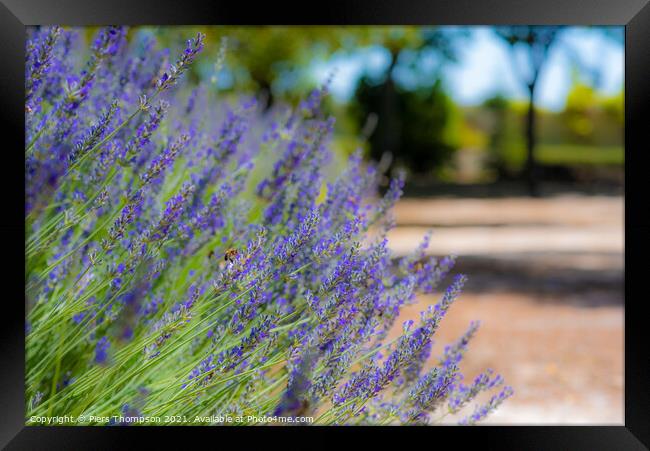 Lavender flowers in the outskirts of Ronda, Andalusia, Spain Framed Print by Piers Thompson