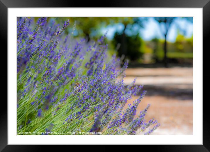 Lavender flowers in the outskirts of Ronda, Andalusia, Spain Framed Mounted Print by Piers Thompson