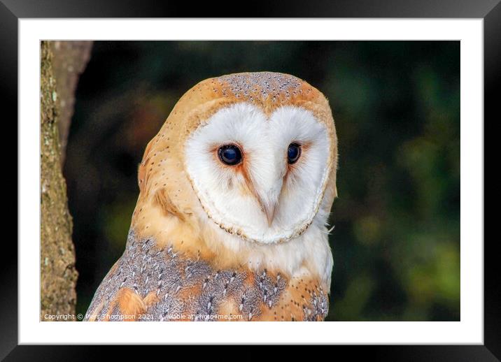A portrait of a Barn Owl Framed Mounted Print by Piers Thompson