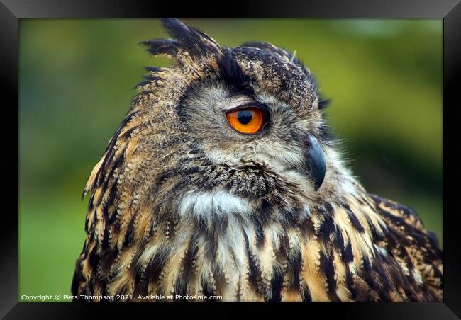 The European Eagle Owl Framed Print by Piers Thompson