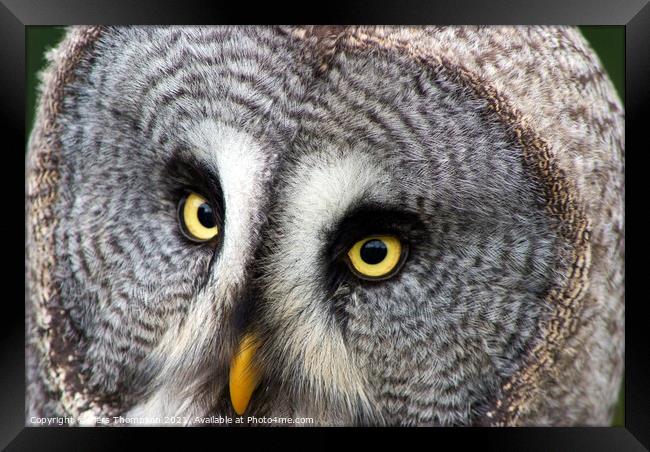 Portrait of a Great grey owl  Framed Print by Piers Thompson