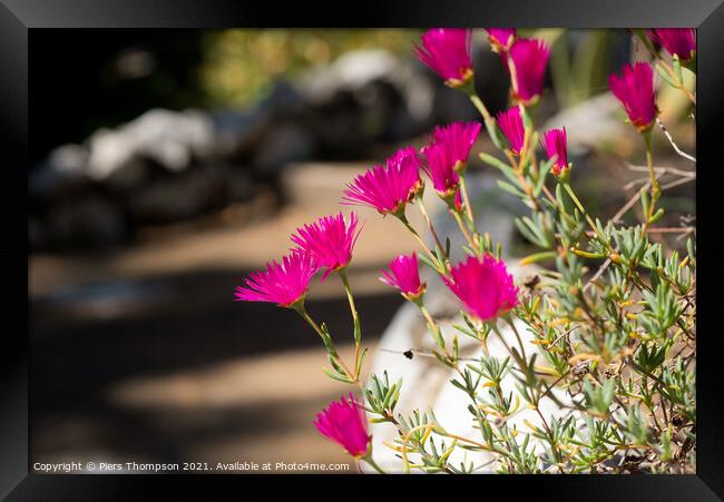 Pink wild flowers in The Gibraltar Botanic Gardens  Framed Print by Piers Thompson