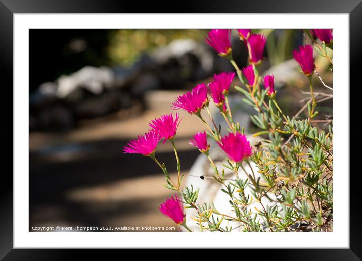Pink wild flowers in The Gibraltar Botanic Gardens  Framed Mounted Print by Piers Thompson