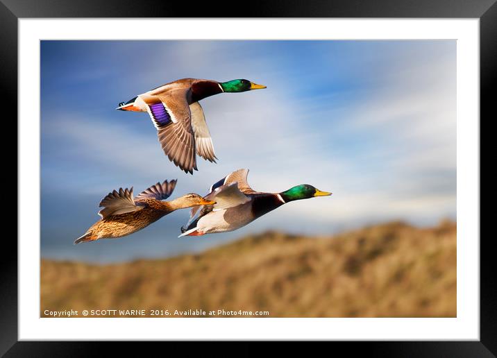 DUCKS ON THE OGMORE RIVER Framed Mounted Print by SCOTT WARNE