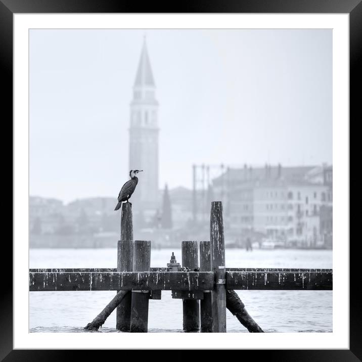 Cormorant A Venezia Framed Mounted Print by Andy Walker