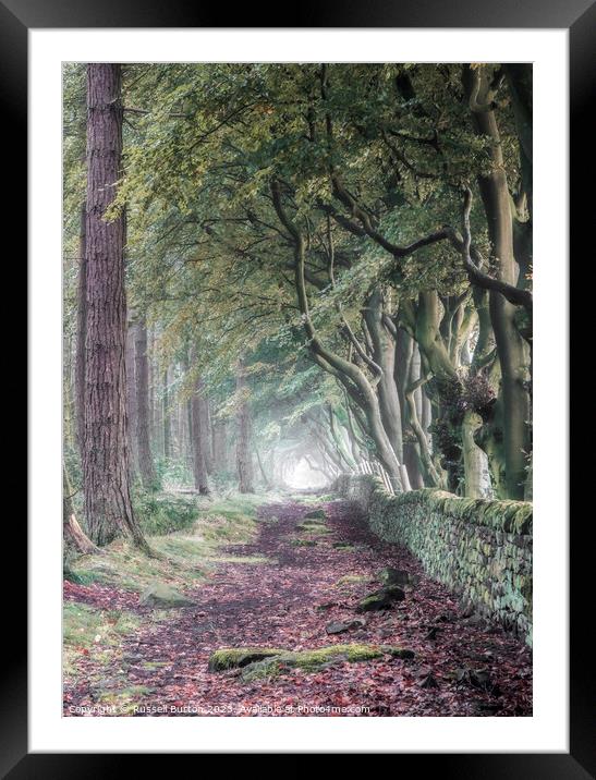 A walk through the Beech and Pine trees Framed Mounted Print by Russell Burton