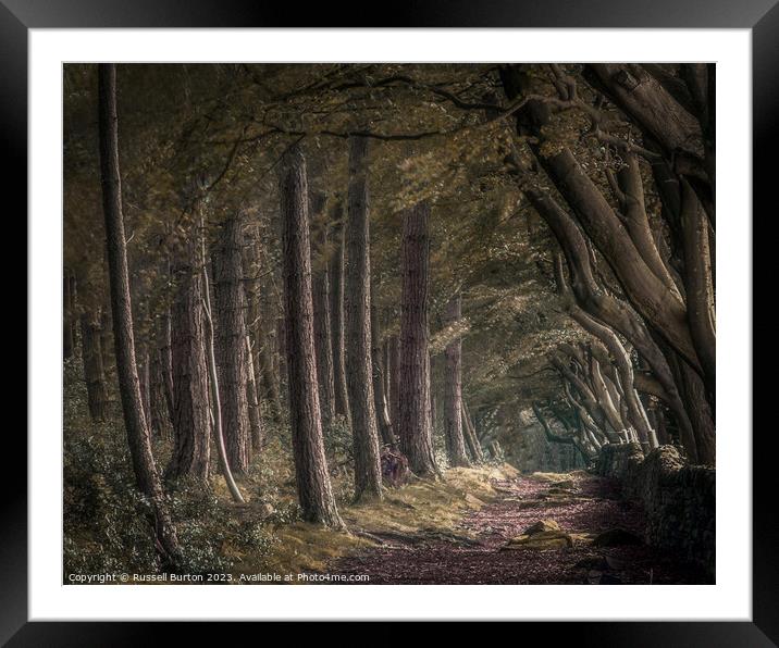 Upper Moor with the beech and pine trees Framed Mounted Print by Russell Burton