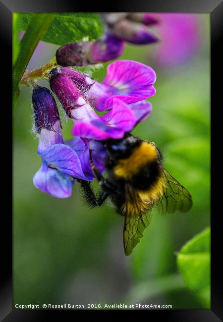 Busy bee Framed Print by Russell Burton