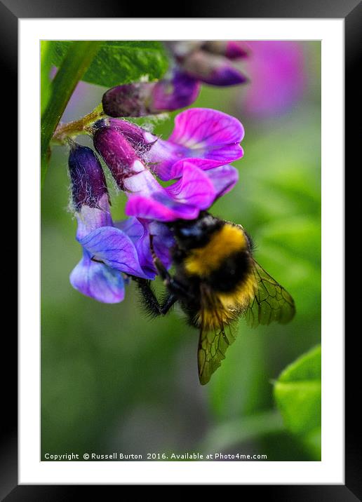 Busy bee Framed Mounted Print by Russell Burton