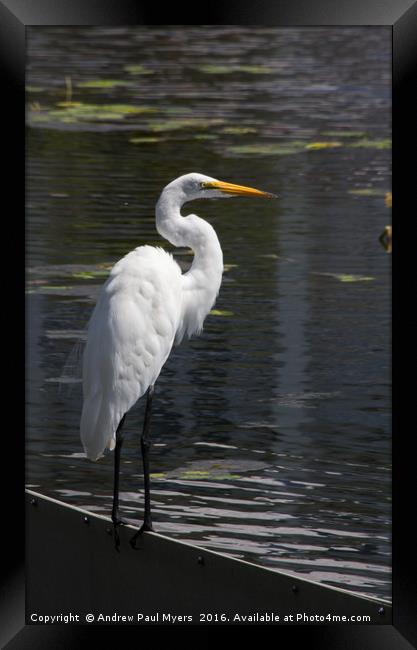 Great Egret Framed Print by Andrew Paul Myers