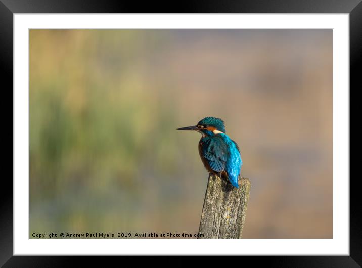 Kingfisher Framed Mounted Print by Andrew Paul Myers