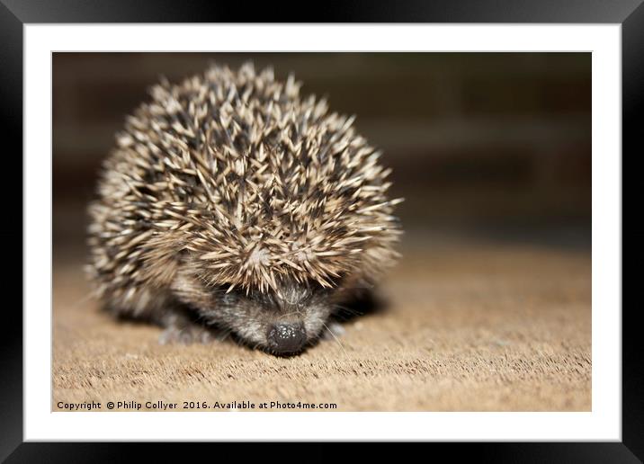 Hedgehog Framed Mounted Print by Philip Collyer