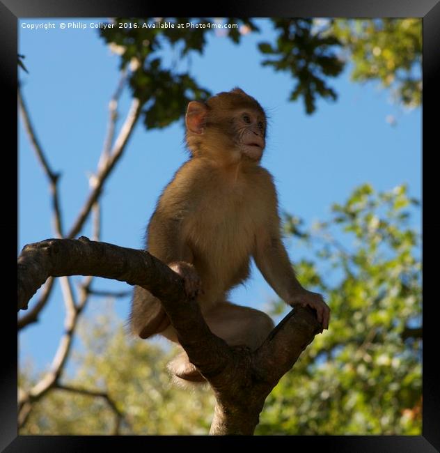 Baby Monkey Framed Print by Philip Collyer