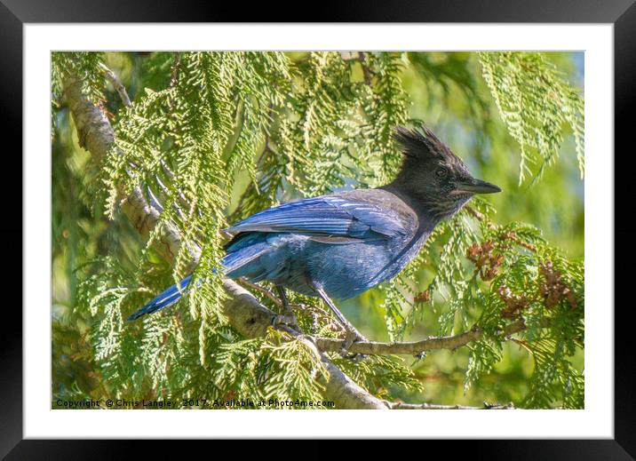 Stellar's Jay or Bluejay Framed Mounted Print by Chris Langley