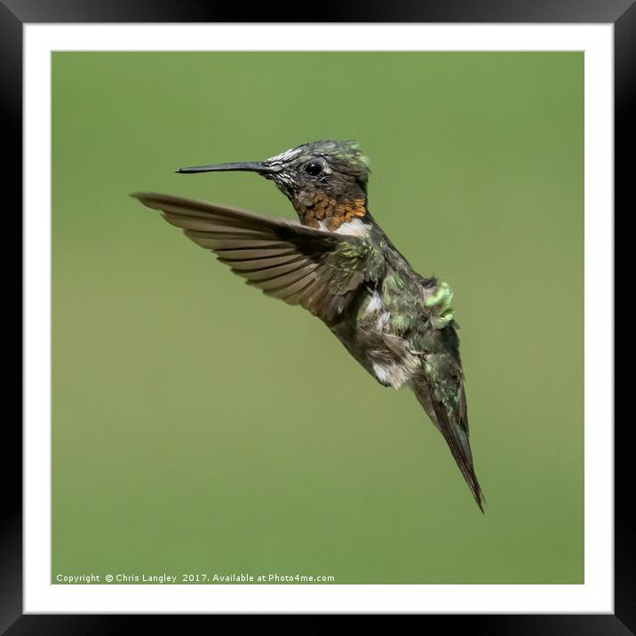 Roufus Humming Bird, Vancouver Framed Mounted Print by Chris Langley