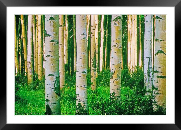 Sunshine in the birch forest - watercolour. Framed Mounted Print by Chris Langley