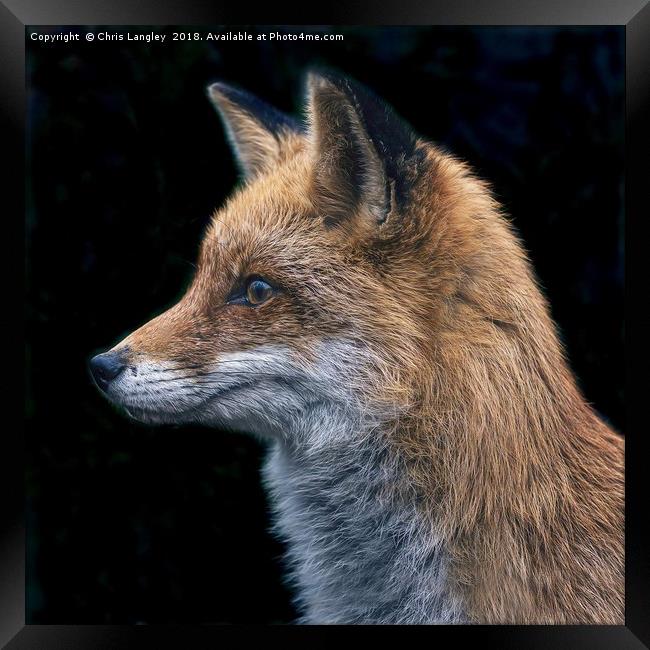 Le Renard Rouge - The Red Fox. Framed Print by Chris Langley