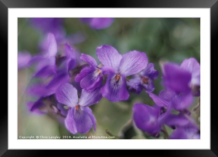   Beautiful violets on a grass bank.               Framed Mounted Print by Chris Langley