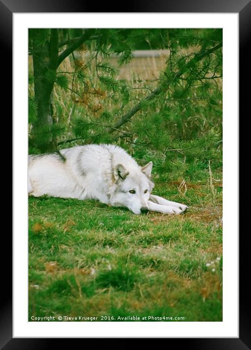 Wolf Napping Framed Mounted Print by Treva Krueger
