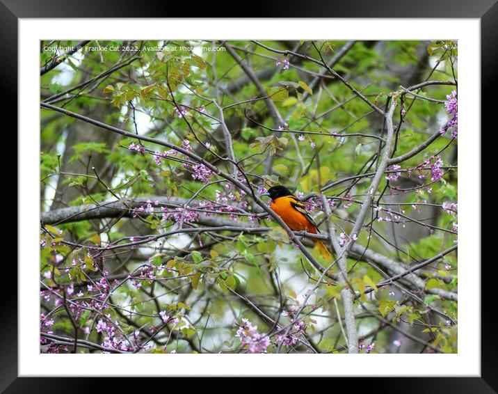 Baltimore Oriole Framed Mounted Print by Frankie Cat